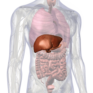 human liver