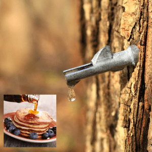 maple syrup